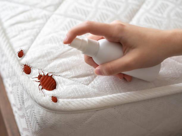 Wasp Removal Services in Willoughby Hills, OH